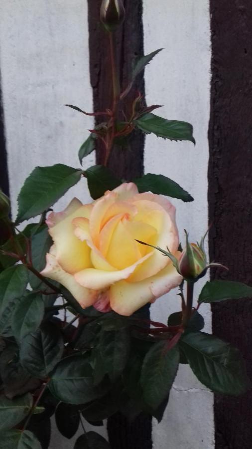 La Maison Aux Pivoines Theuville-aux-Maillots Екстер'єр фото